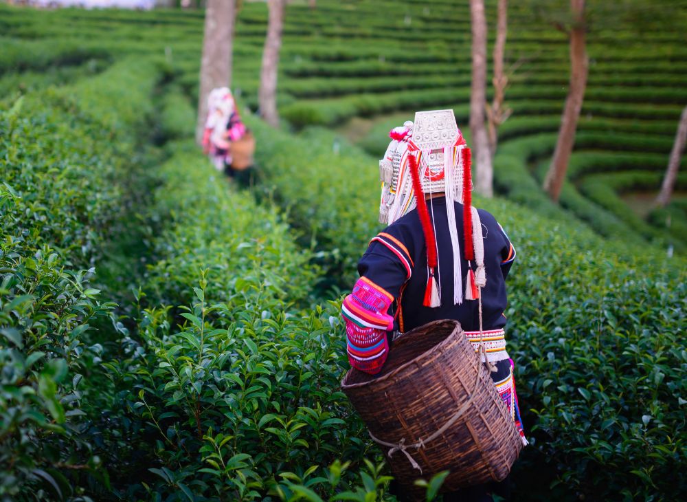 1. Giới thiệu về Trà Xanh Thái Nguyên